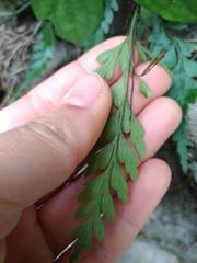 Asplenium oldhamii