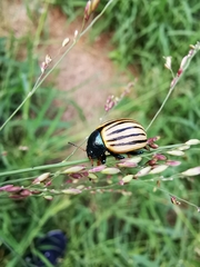 Leptinotarsa calceata
