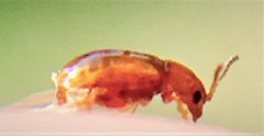 Glyptina