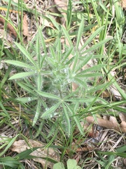 Lupinus bracteolaris