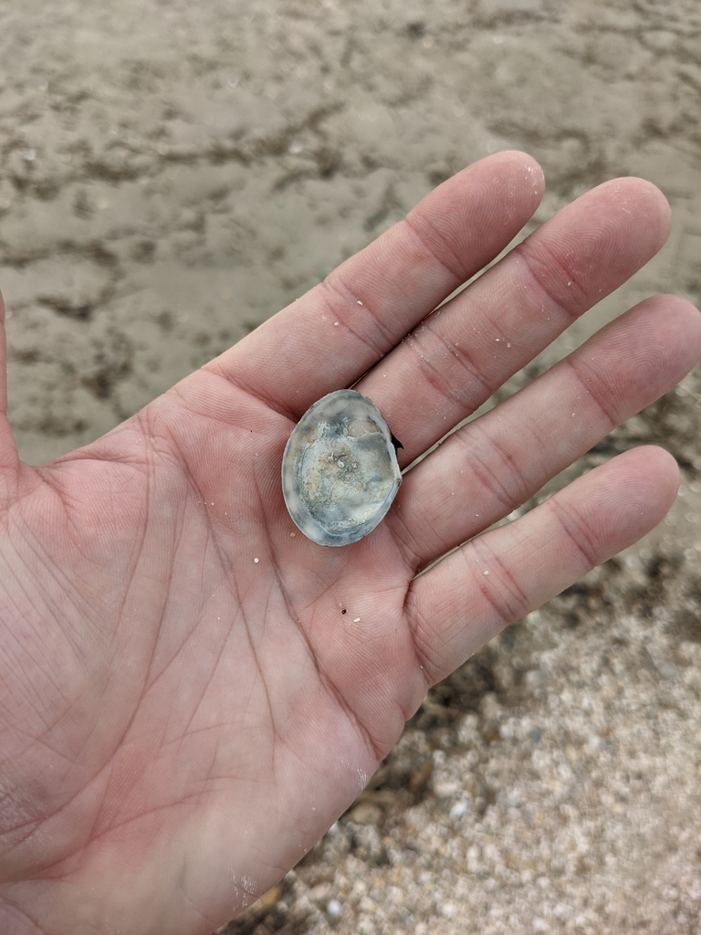 Atlantic Macoma