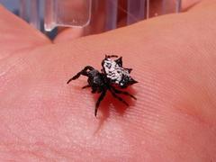 Isoxya cicatricosa