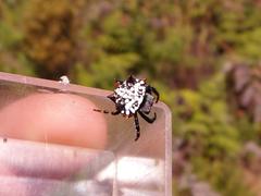 Isoxya cicatricosa
