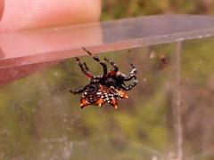 Isoxya cicatricosa