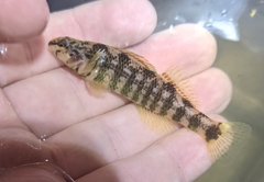Etheostoma lynceum