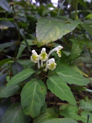 Scutellaria orichalcea