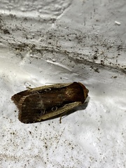 Ochropleura implecta