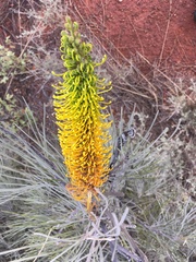Grevillea eriostachya