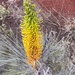 Yellow Flame Grevillea - Photo (c) Rob Foster, some rights reserved (CC BY), uploaded by Rob Foster