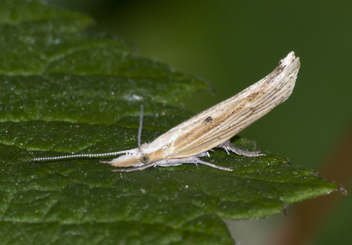 Ypsolopha nemorella (Linnaeus, 1758)