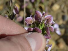 Polygala dasyphylla