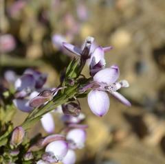 Polygala dasyphylla