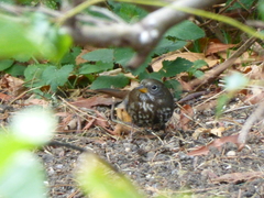 Passerella iliaca unalaschcensis