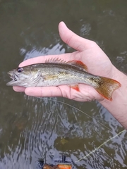 Micropterus chattahoochae