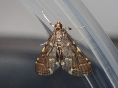 Anageshna primordialis
