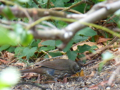 Passerella iliaca unalaschcensis