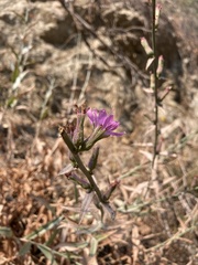Stephanomeria cichoriacea