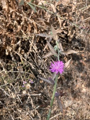 Stephanomeria cichoriacea