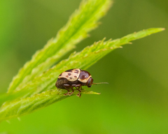 Cryptocephalus mutabilis
