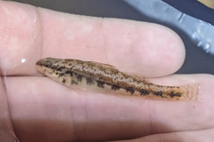 Etheostoma pyrrhogaster