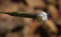 Dianthus micropetalus
