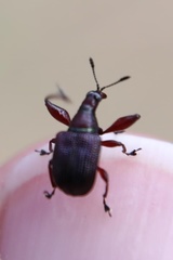 Euops falcata