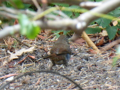 Passerella iliaca unalaschcensis