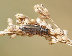 Lemidia subaenea