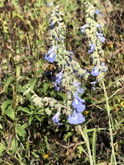 Salvia azurea