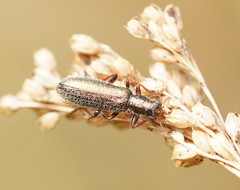 Lemidia subaenea