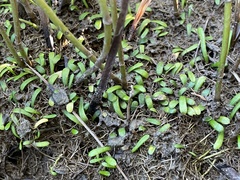 Lilaeopsis chinensis