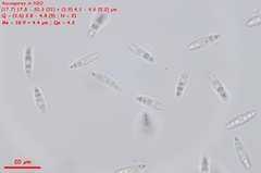 Lambertella copticola