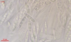 Lambertella copticola