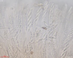 Lambertella copticola