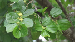 Sarcomphalus joazeiro