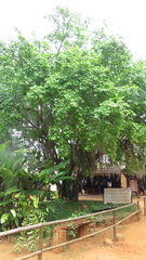 Sarcomphalus joazeiro