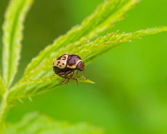 Cryptocephalus mutabilis