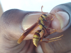 Polistes major