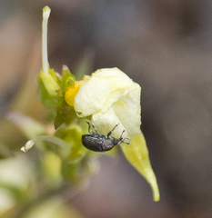 Rhinusa