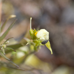 Rhinusa