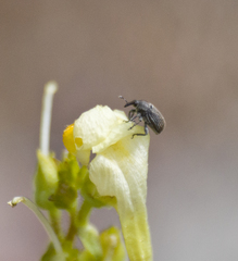 Rhinusa