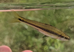 Notropis texanus