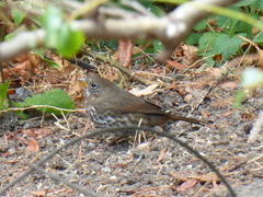Passerella iliaca unalaschcensis