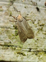 Amastus aconia