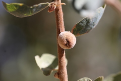 Disholcaspis canescens