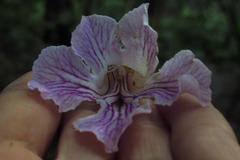 Angiospermae