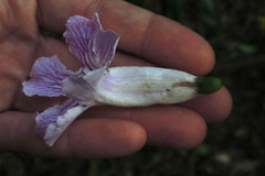 Angiospermae