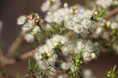Verticordia cunninghamii