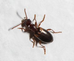 Omonadus formicarius