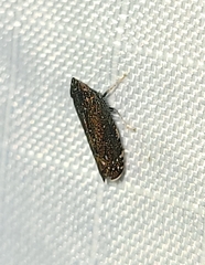 Scaphytopius frontalis